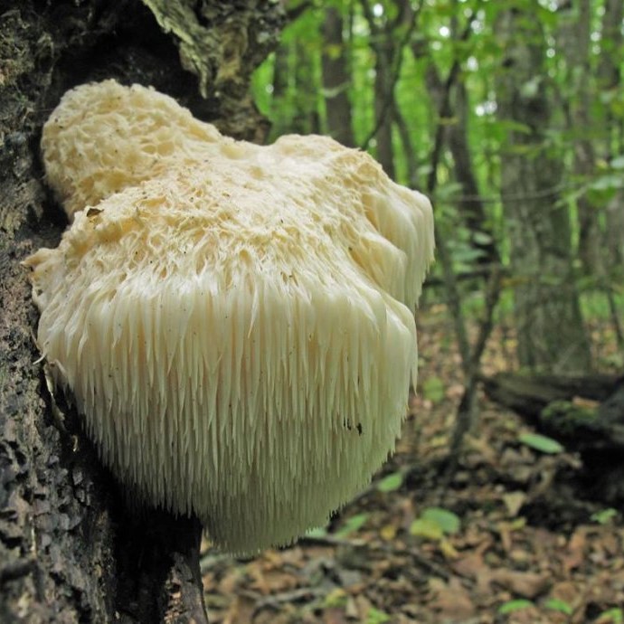 Hericium erinaceus