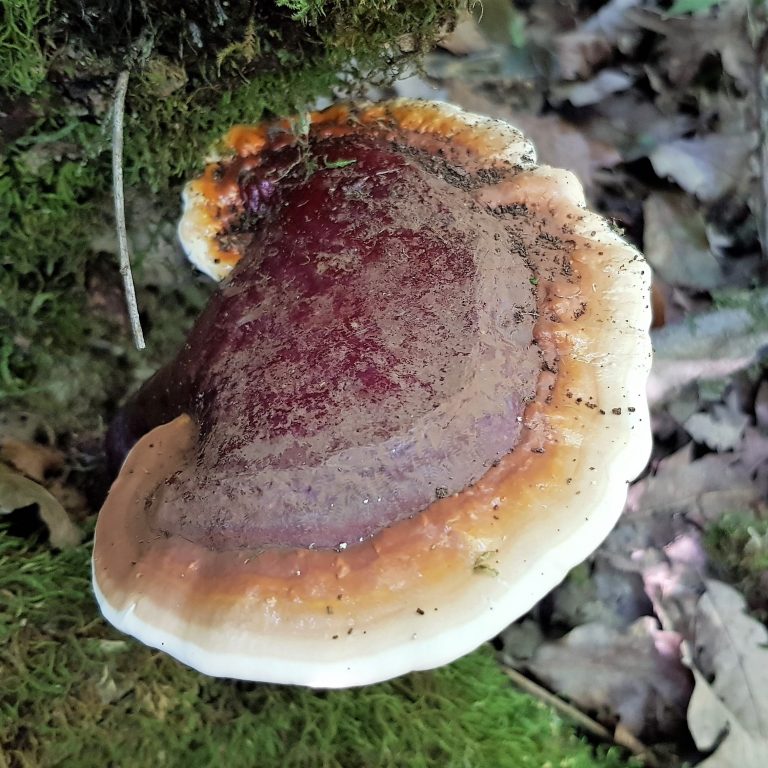 Reishi